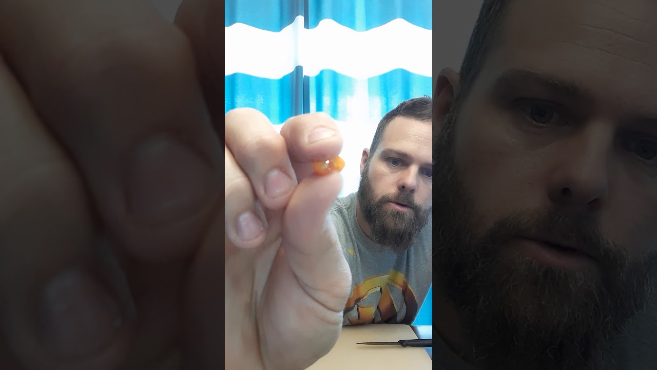 Saison 2020 Review 4 - Piment Aji Charapita