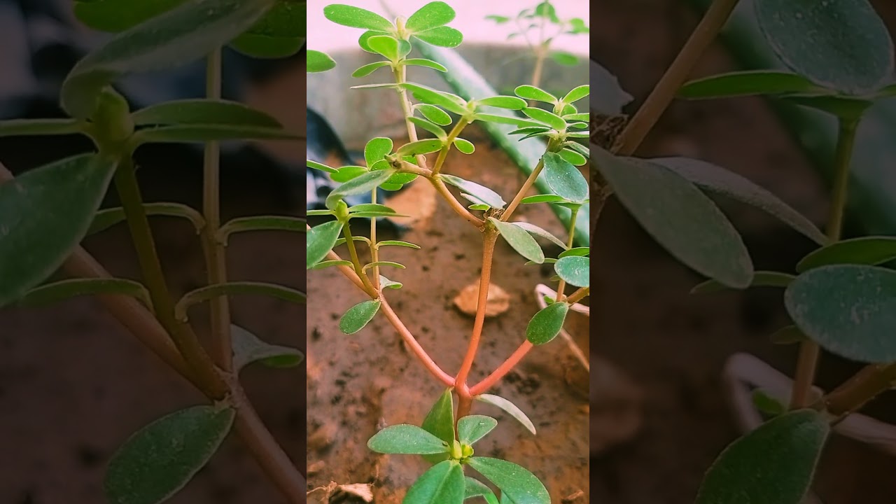 Portulaca oleracea #portulacaoleracea