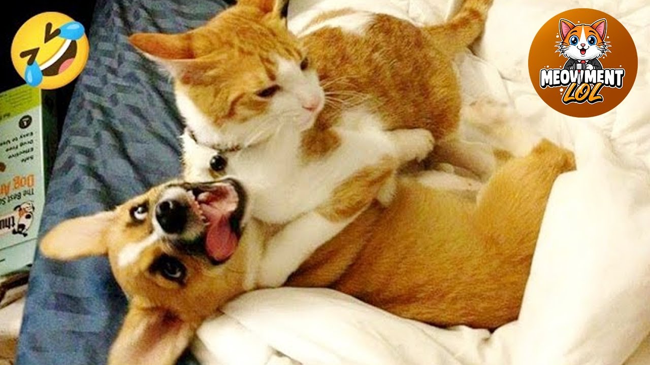 Hilarious Cats & Dogs 2025 😂 #9 | Funny Animal Videos
