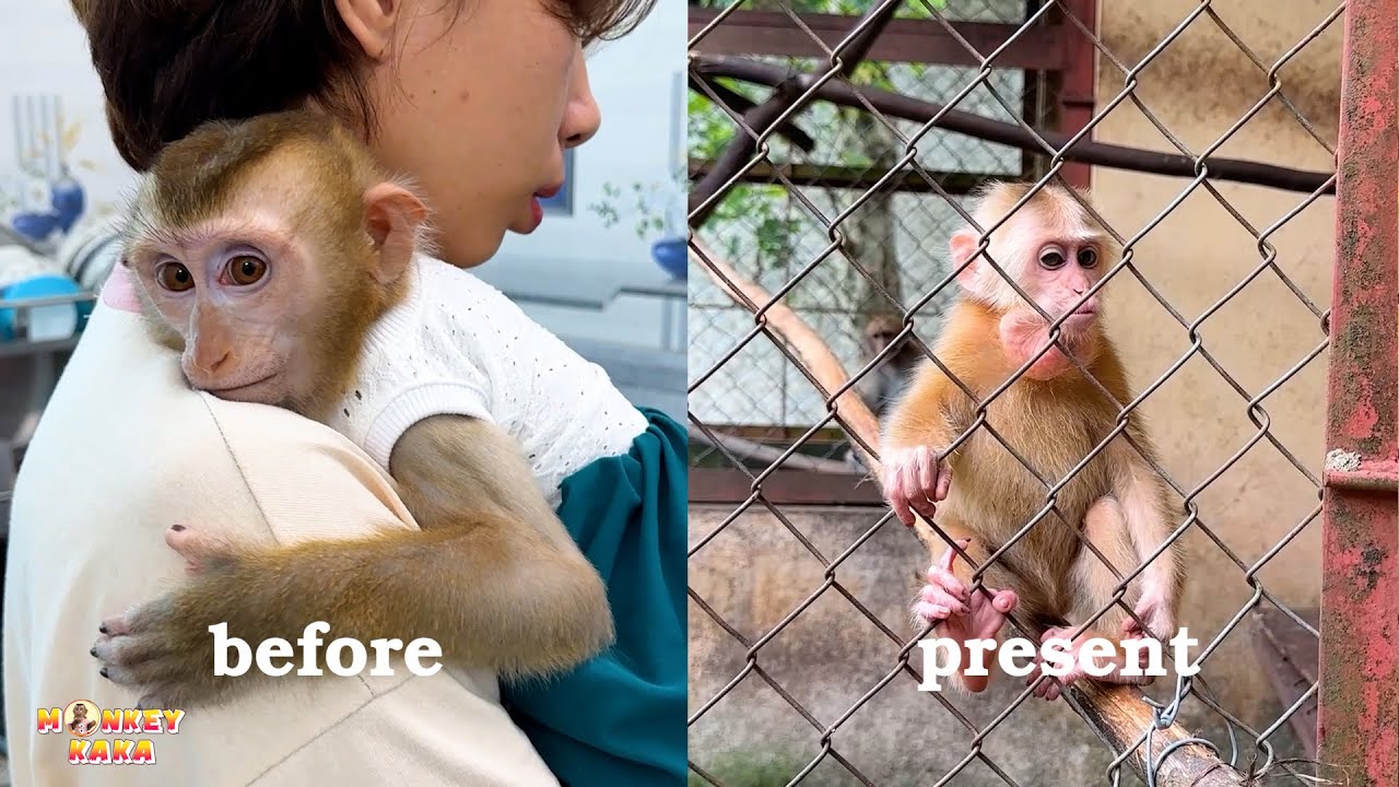 RESCUE or CAPTIVITY - did they really rescue monkey Kaka and Mit?
