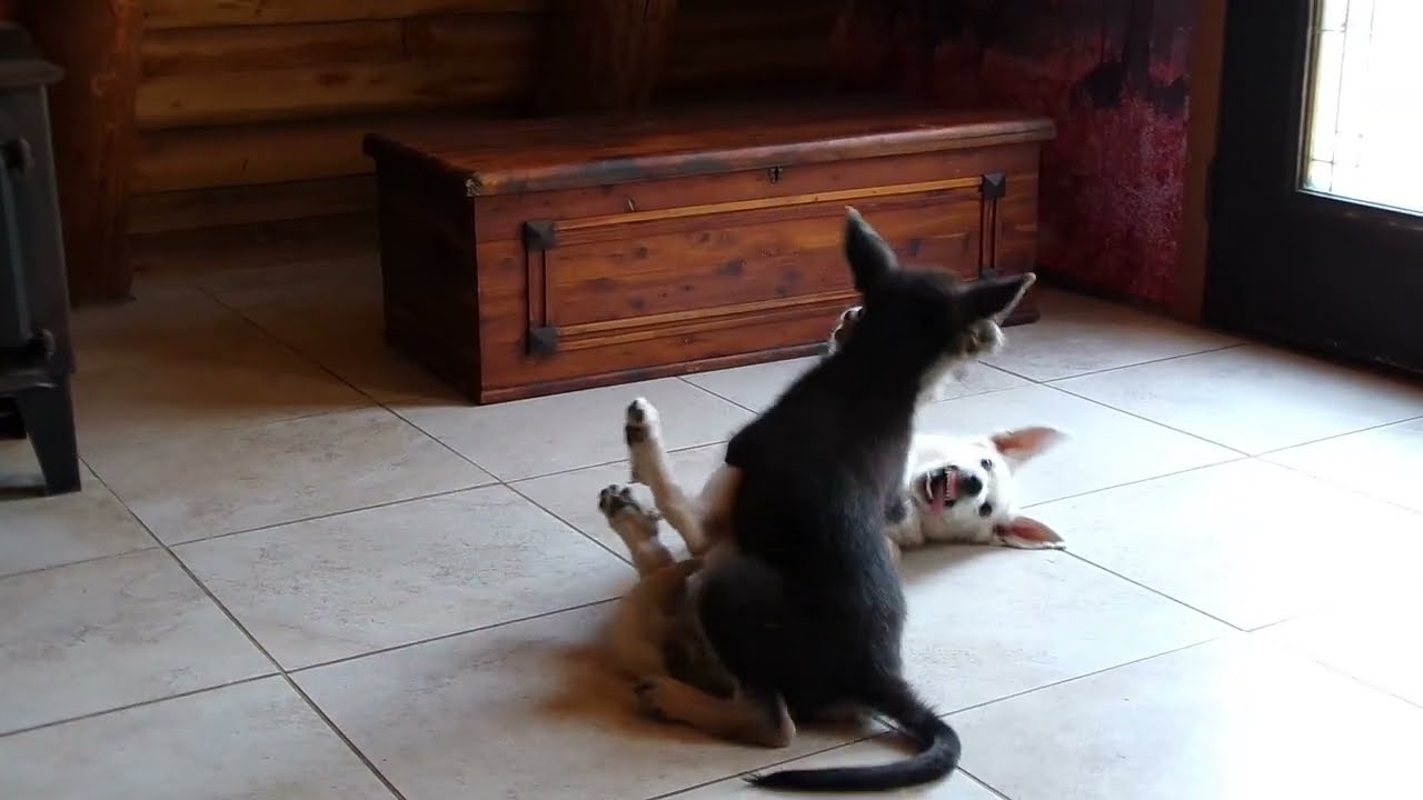 When German Shepherds Just Want to Play