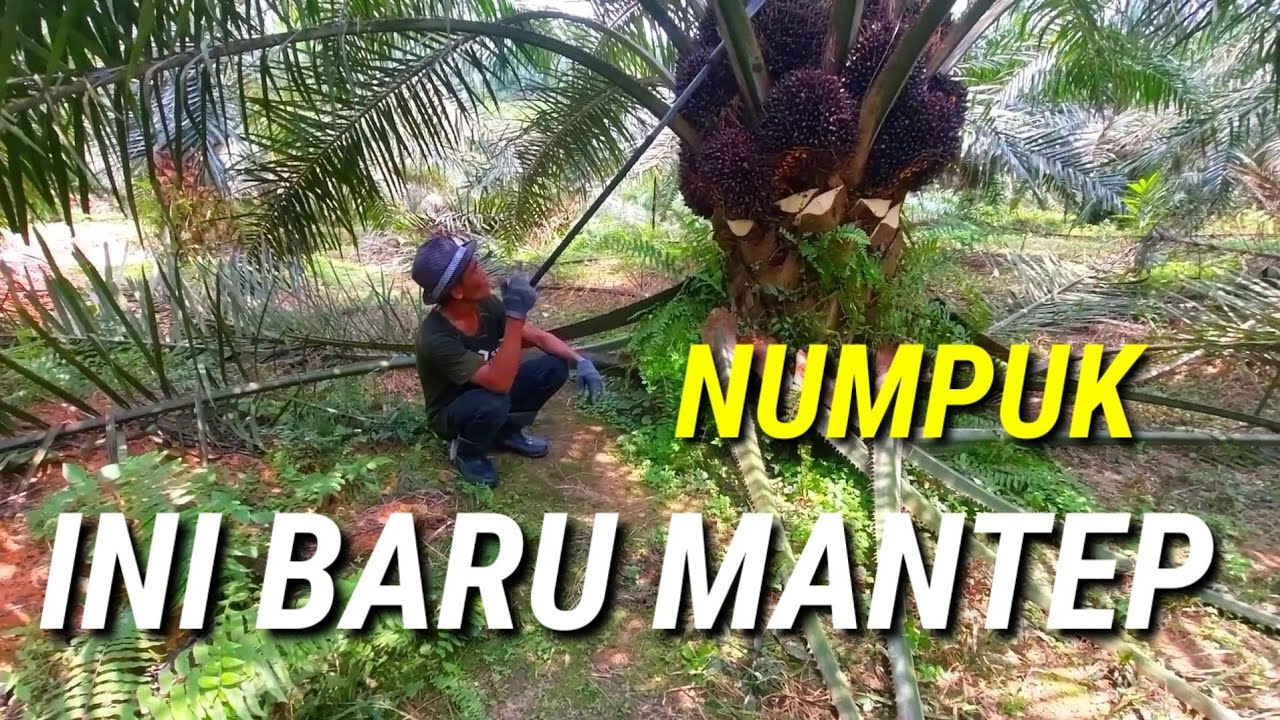 ini sawit yang paling super numpuk dan unggul paling super di sini bisa sultan