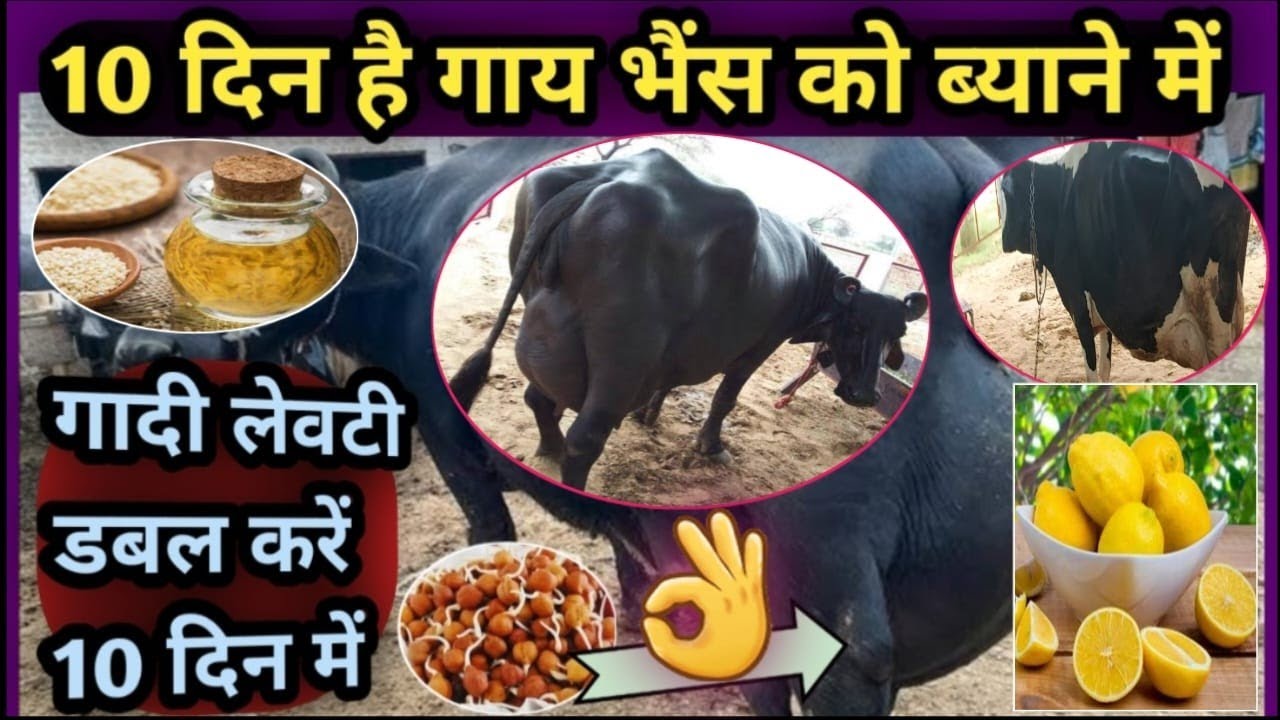10 दिन है गाय भैंस को ब्याने में||गादी लेवटी कैसे बढ़ाएं👍Udder डबल करें 10 दिन में✌️increase Udder