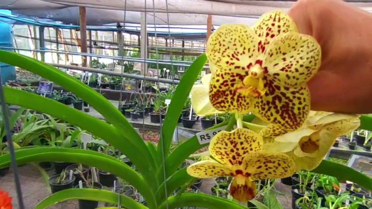 Visita ao orquidário Santa Bárbara