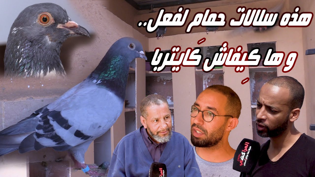 هذه سلالات حمام لفعل.. و