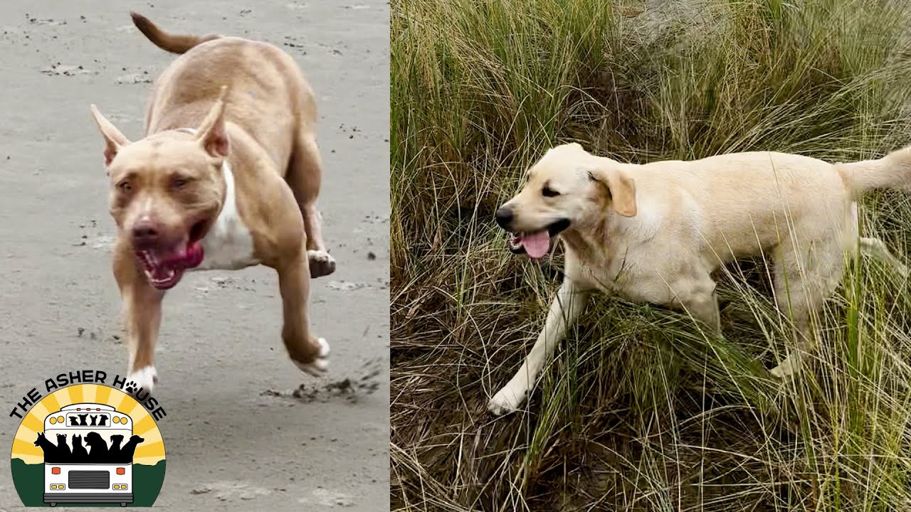 Matilda went to the beach and had the best time ever | The Asher House