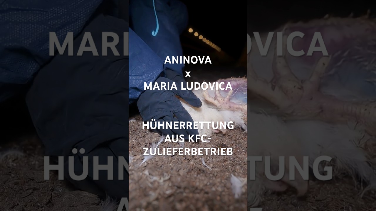 ANINOVA X MARIA LUDOVICA - H&uuml;hnerrettung aus KFC-Zulieferbetrieb 🐔