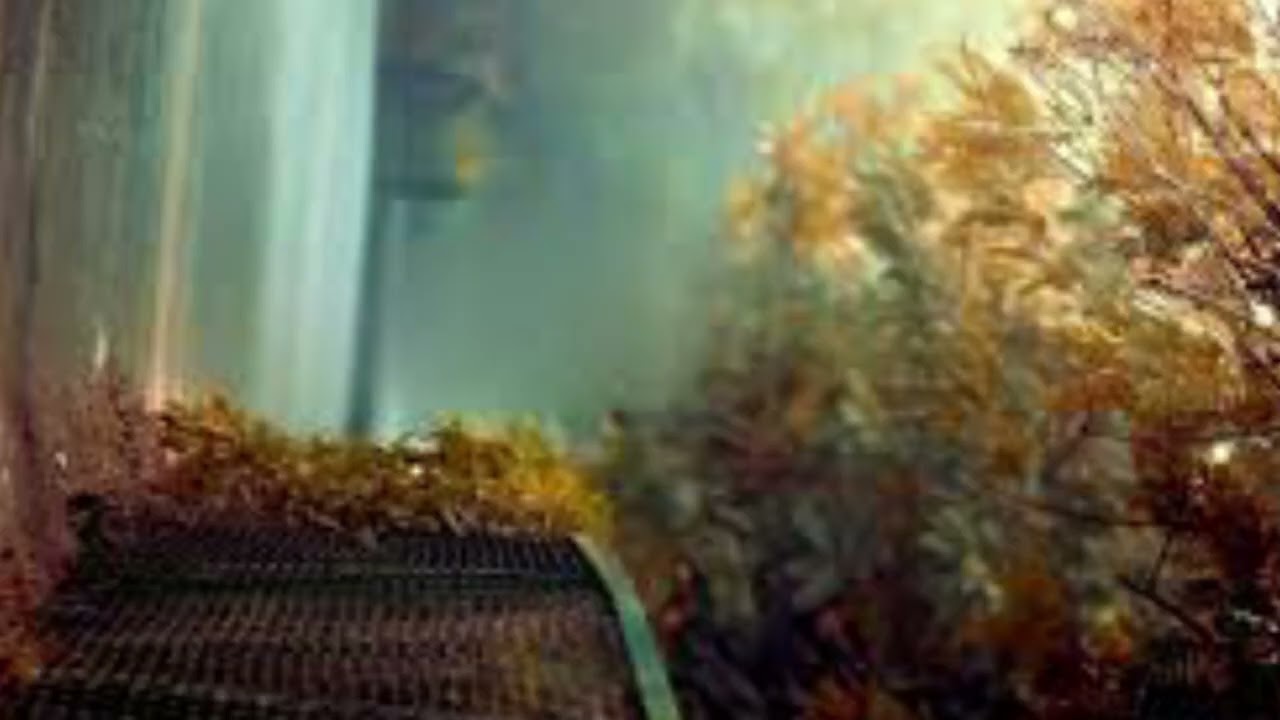 Like comment share please viral song subscribe Karen 🙏🙏🙏🙏🙏🙏