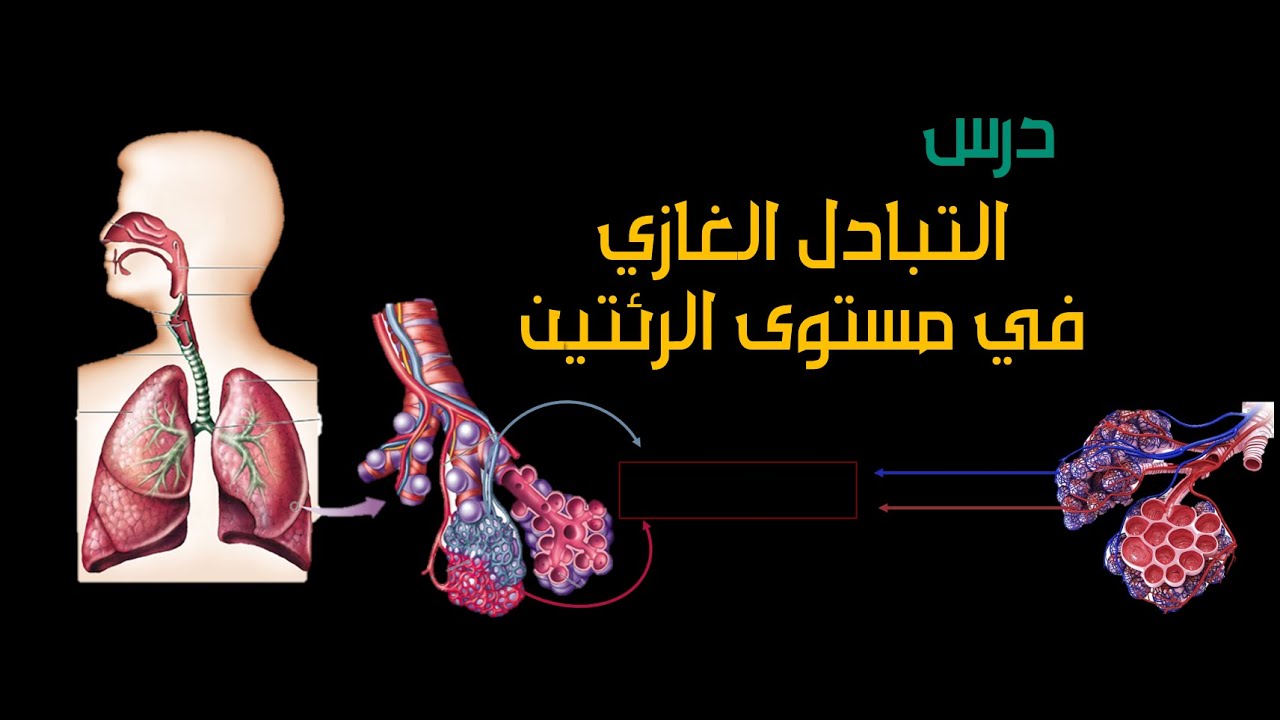 ايقاظ علمي سنة سادسة: التبادل الغازي في مستوى الرئتين