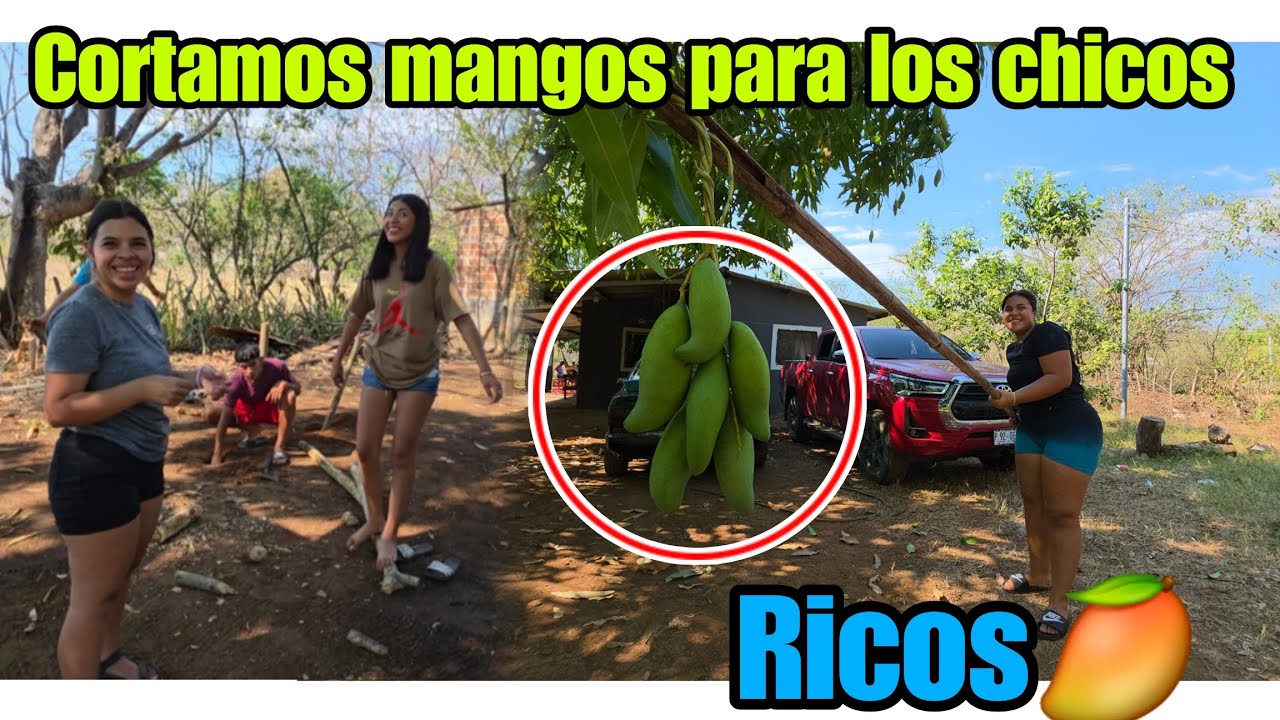 Joelito no encontro todos los palos🤭😱Marcela corto un gran monton de mangos🥭😋