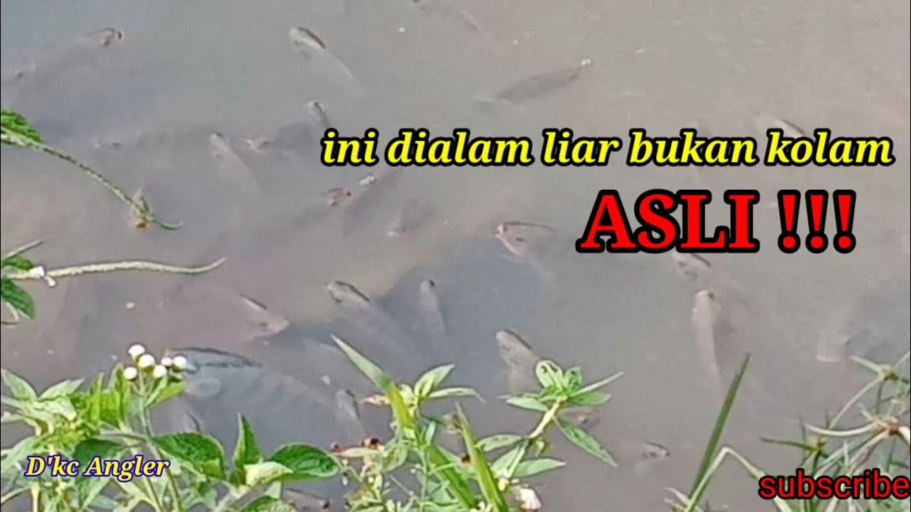 MANCING IKAN NILA DI ALAM BEBAS//LIAR
