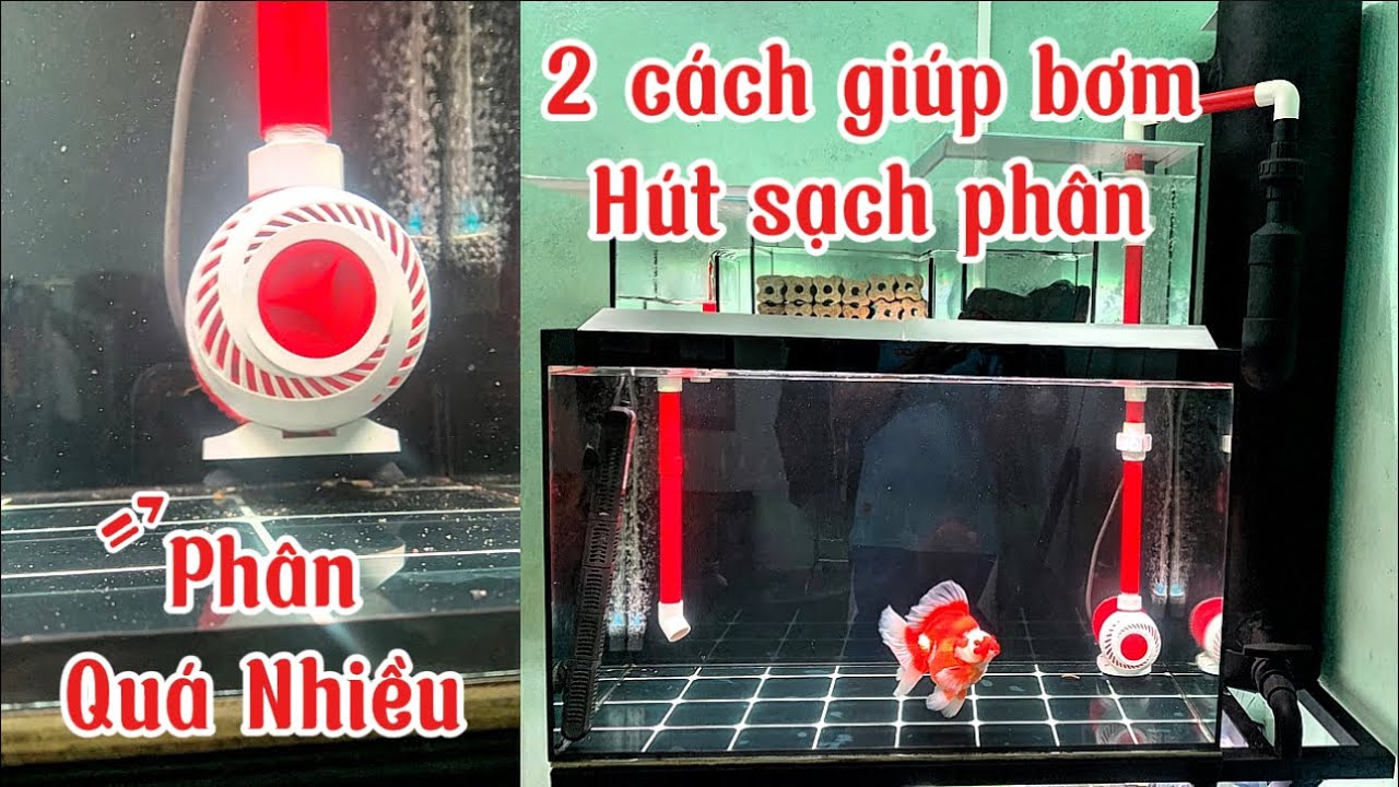 2 Cách Khi Để Máy Bơm Trong Hồ Cá Cảnh Hút Sạch Phân - Đơn Giản Dễ Làm Hiệu Quả | Nhân Vlog 1989.
