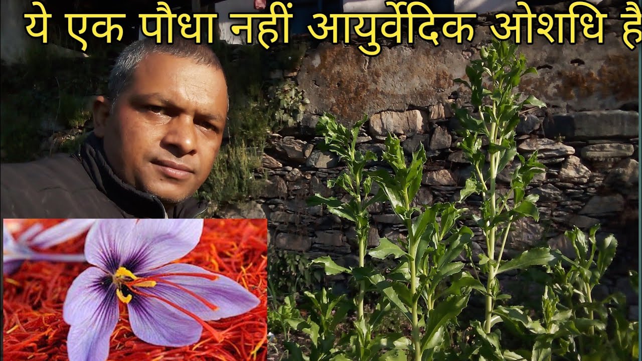 पहाड़ों मे केसर की खेती वरदान हो सकता है! 😍pahadi lifesryle,