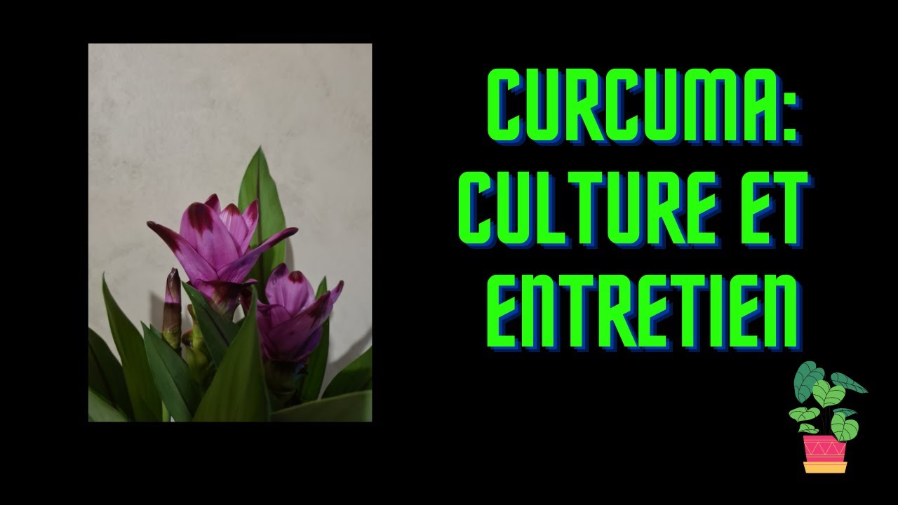 🌿CURCUMA : culture et entretien