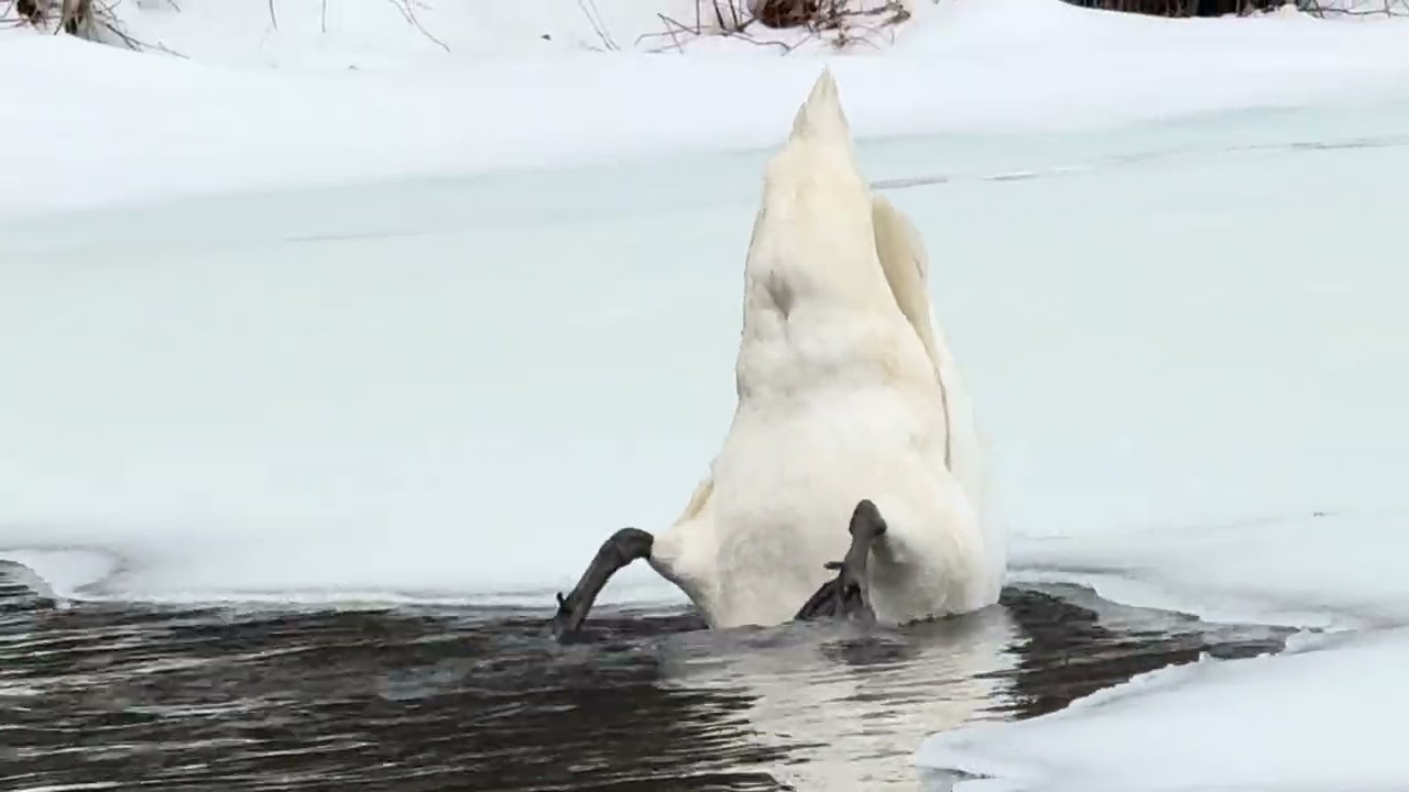 Foraging Behavior From The Swans March 8, 2026