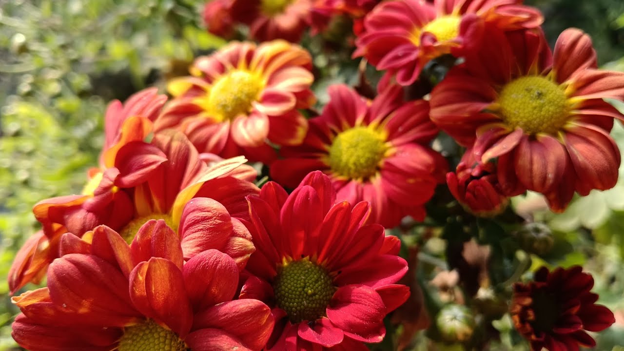 My winter garden update/terrace gardening/ tropical winter season flowers