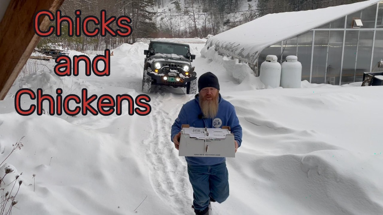 Baby Chicks and Chicken Chores