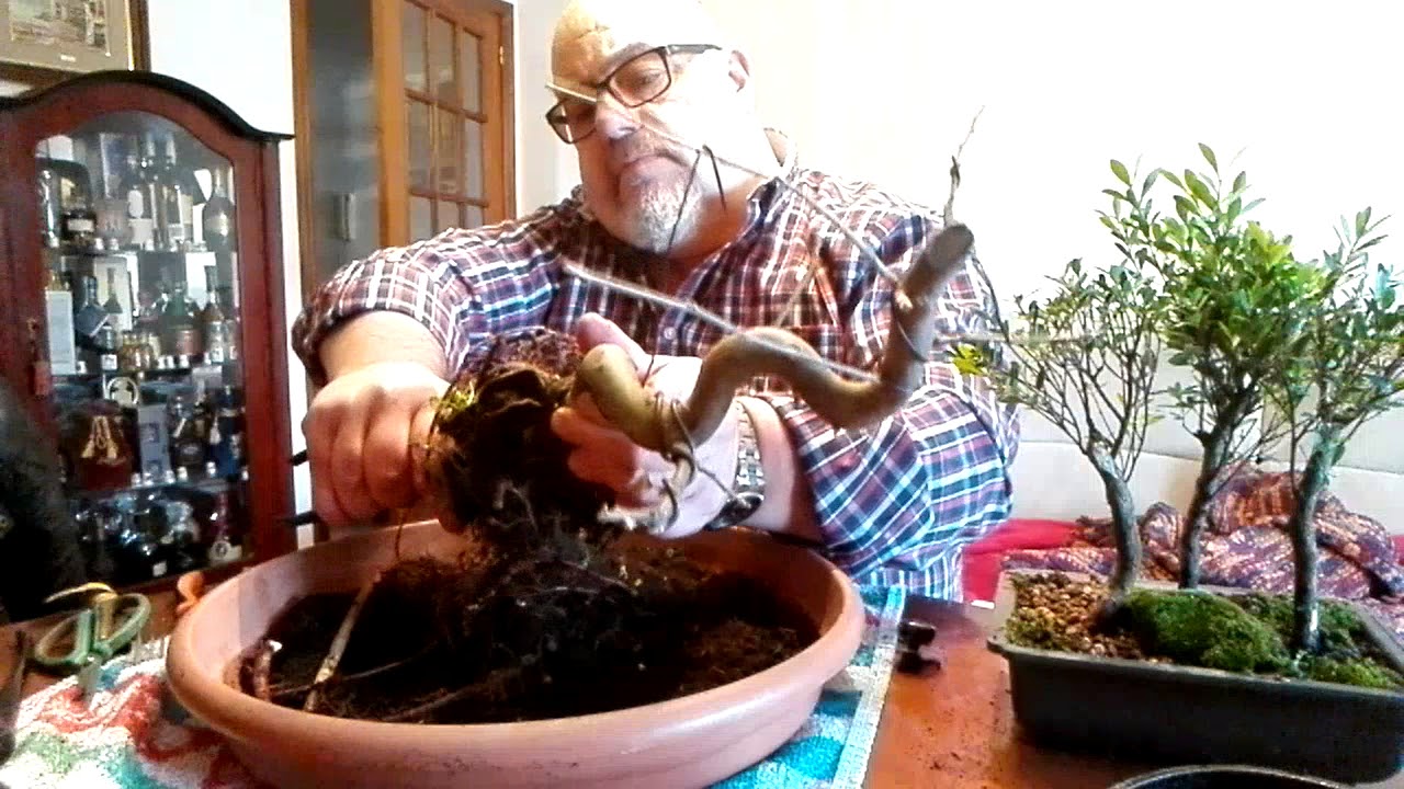 Trasplante de un Manzano