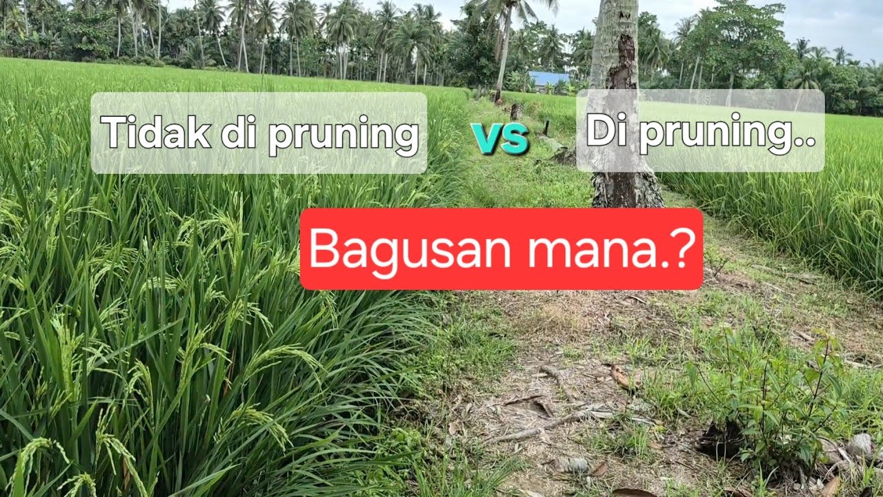 Perbedaan padi di pruning dan tidak di pruning.