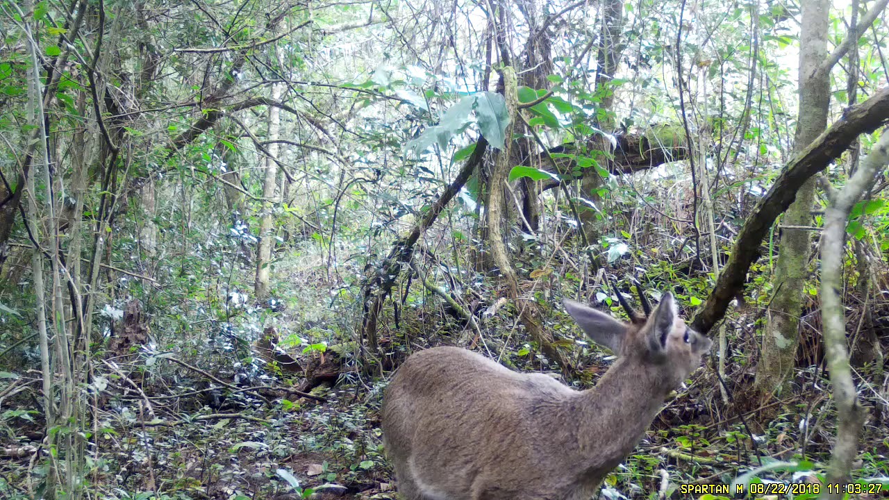 Grey Duiker