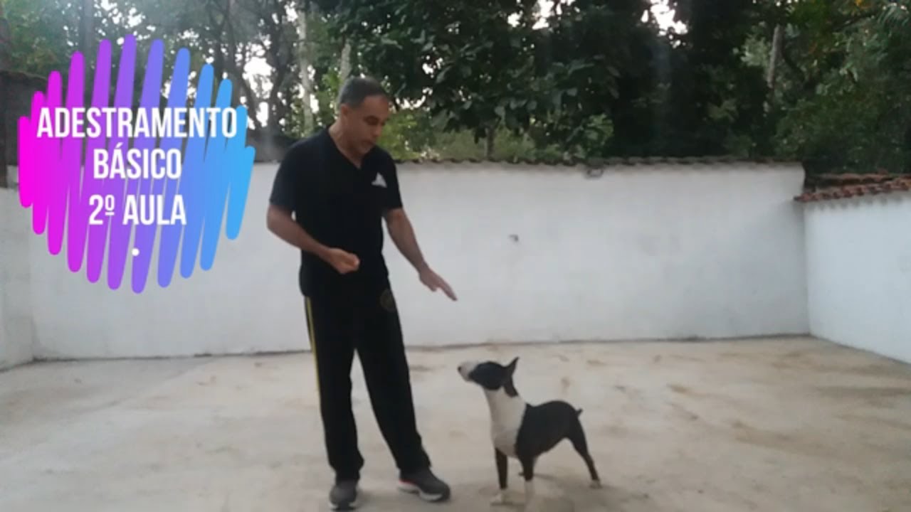 Adestramento básico de cães - Aula 2 -  segunda aula de dois cães da raça Bull terrier miniatura.
