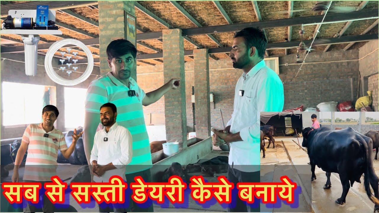 कम पैसें से टॉप का डायरी फ़ार्म कैसे तैयार करे जाने लाडो धाँसू भैंस के ऑनर Ramesh beniwal से