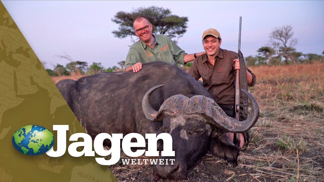 Die Perle Afrikas - Jubil&auml;umsgewinner auf B&uuml;ffel und Plainsgame in Uganda - Teil 1