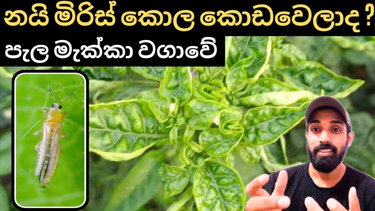 නයි මිරිස් වගාවේ කොල කොඩ වීම සහ වෛරස් රෝග පතුරැවන පැල මැක්කා ගැන දැනගමු, Let's learn about thrips.