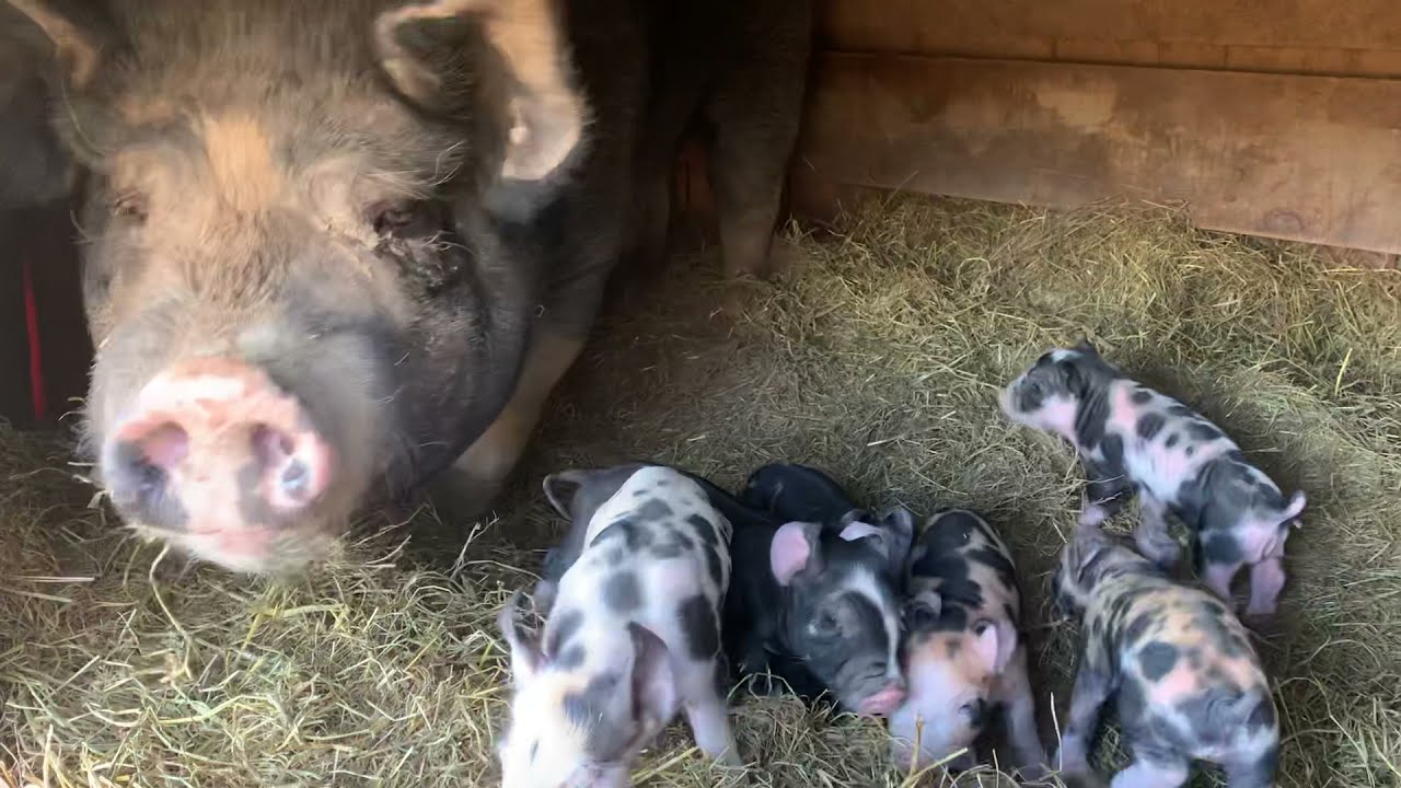 Another colorful litter of Berkshire/Duroc cross pigs