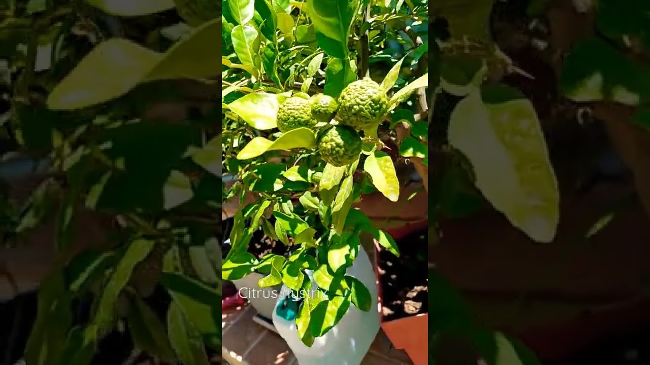 Citrus hystrix - (Combawa)