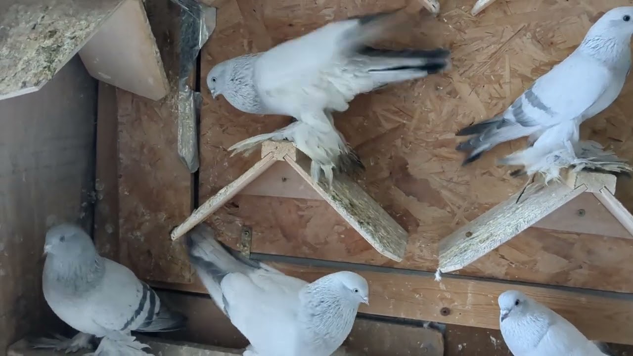 Касаны и жёлтые. #голуби #tauben #pigeons