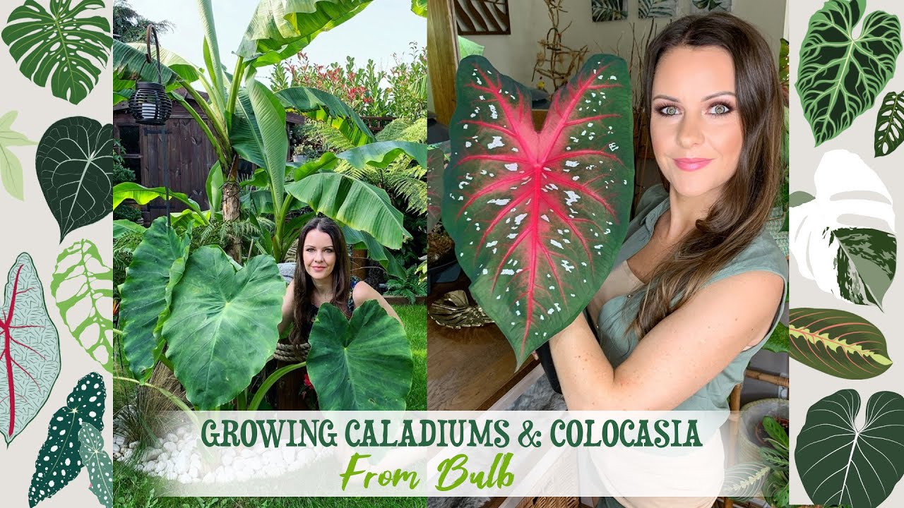 How To Grow Caladiums & Colocasia From Bulb 💚🌱🌴✨
