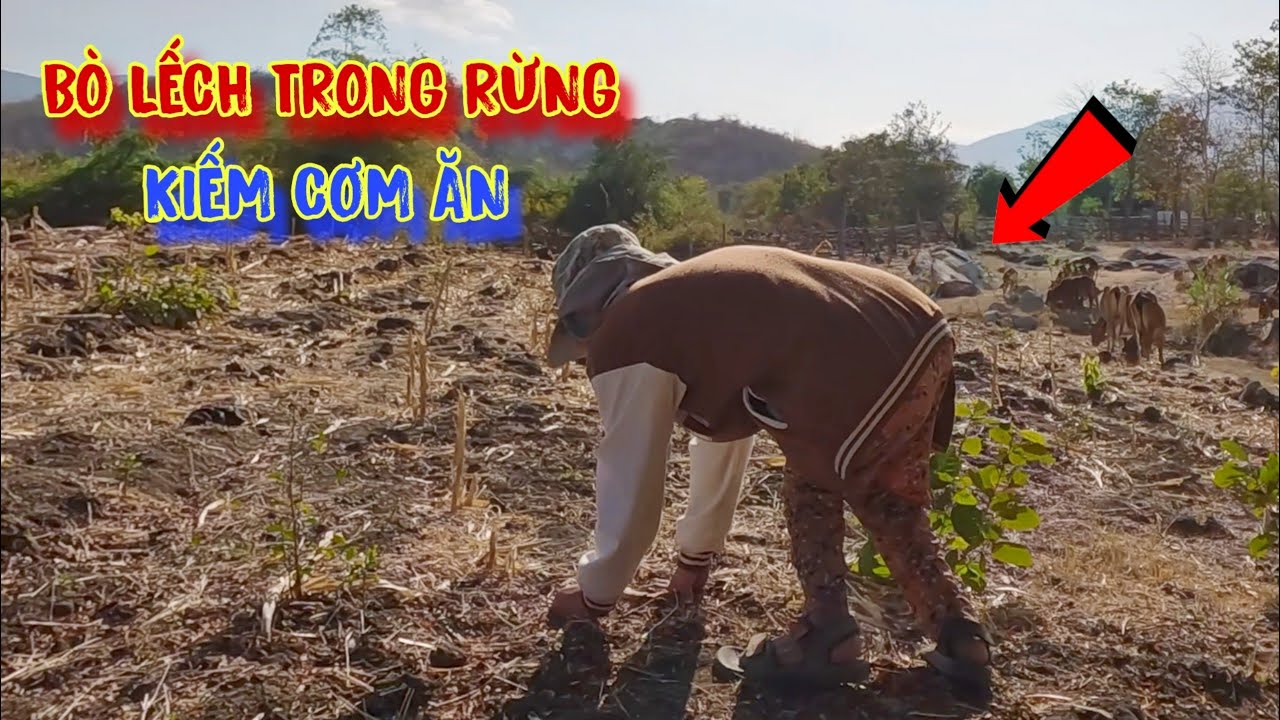 CÔ GÁI khuyết tật BÒ LẾCH trong rừng kiếm cơm, ƯỚC MƠ tìm lại ĐÔI CHÂN - tập 969