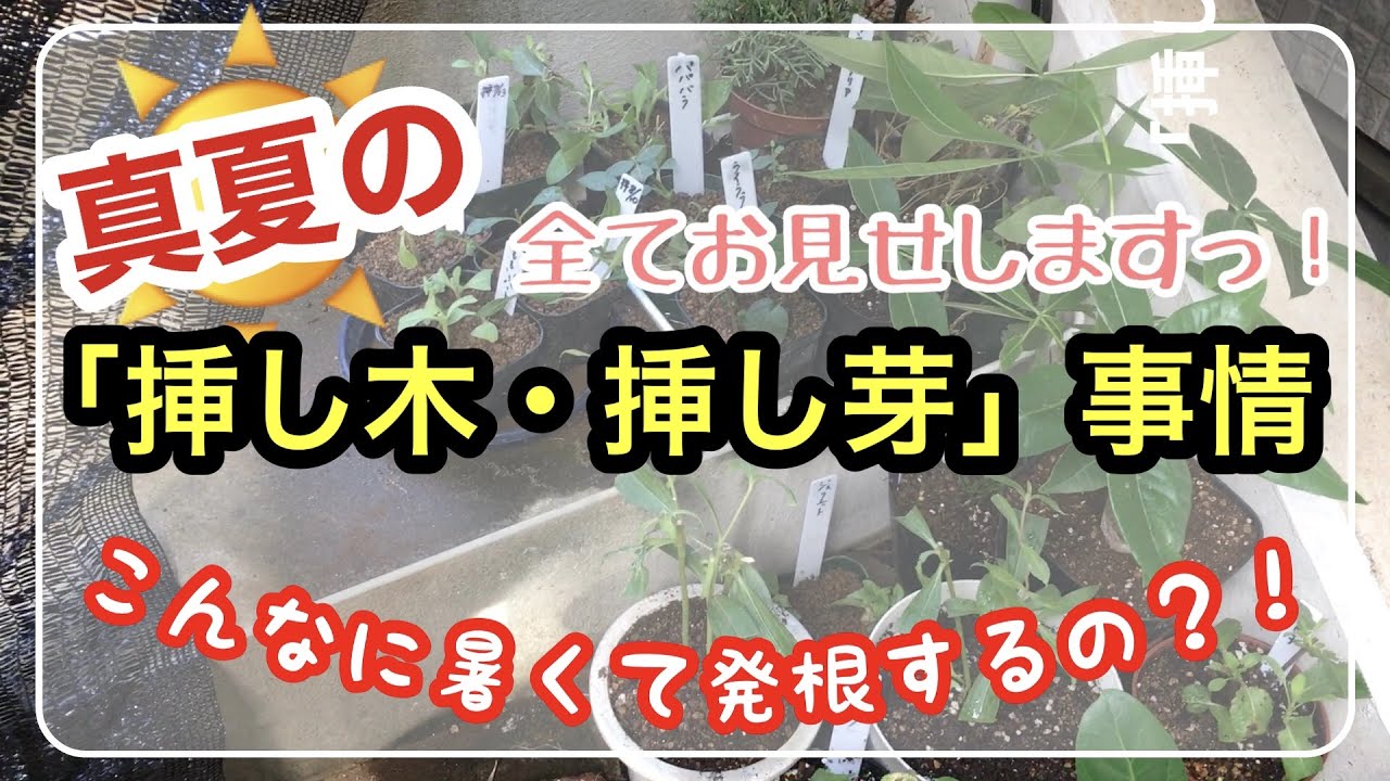 【真夏だって増やせる】真夏の「挿し木・挿し芽」事情 / 発根するの？鉢上げするの？ / 挿し芽で整える特殊ペチュニアあり / 一年草・宿根草・樹木【ガーデニング】