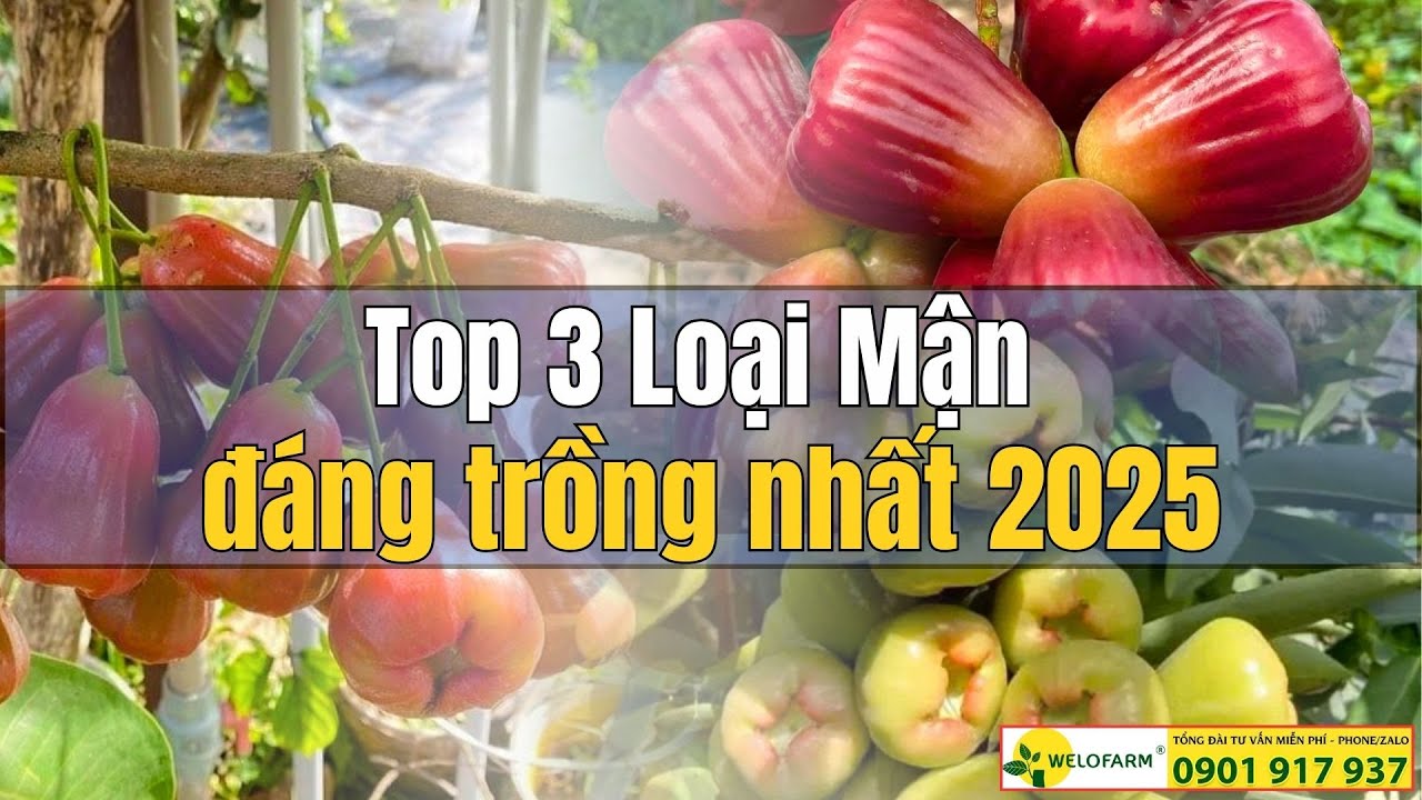Top 3 Loại Mận Đáng Trồng Nhất Hiện Nay