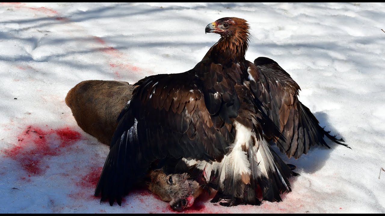 Golden eagle at Chamois, Roe deer and fox in winter, Fada