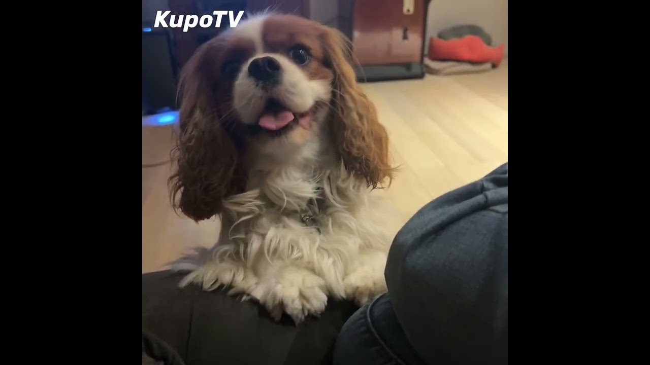 &Nu;&alpha; &pi;&alpha;ί&xi;&omega; &mu;&alpha;&zeta;ί &sigma;&alpha;&sigmaf;, Kupo!