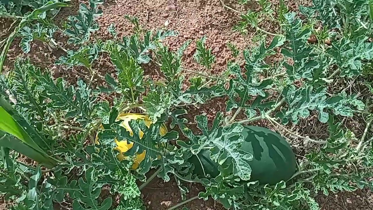 Mesmo na seca, as plantações da roça estão ativas #plantação #roça  🙏🌿🌴🌱