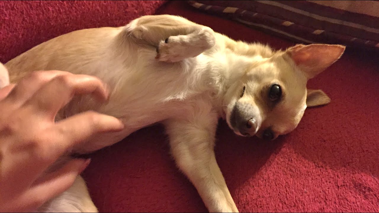 Cute Chihuahua Loves Her Belly Rubs