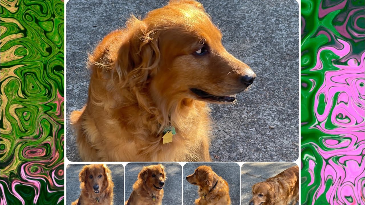 Meet my furry niece Rosie #Walking #PottyTime #Portsmouth #NewHampshire #DownTown #GoldenRetriever