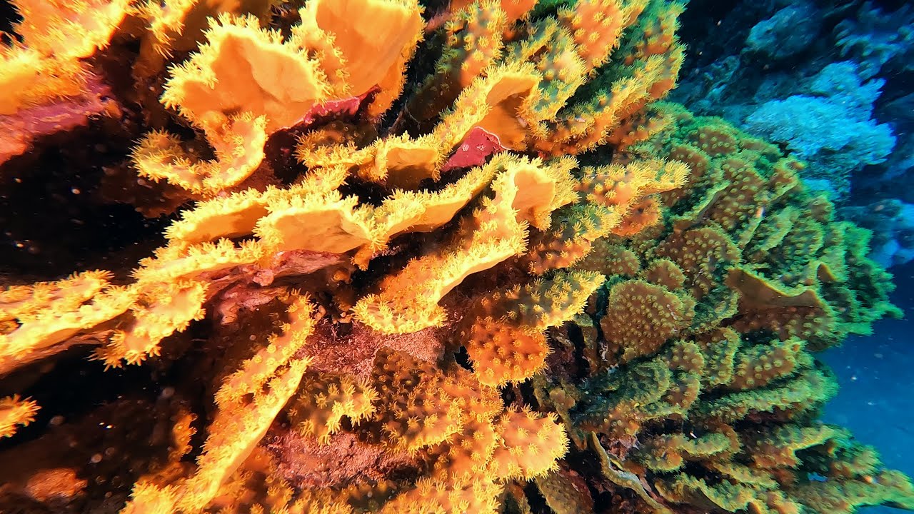 Marsa Alam Diving Tauchen Egypt Utopia Red Sea 2022 HD