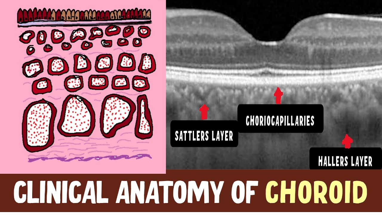 Anatomy Of Choroid  | Haller's layer, Sattler's layer, Choriocapillaris and Clinical Nuggets |