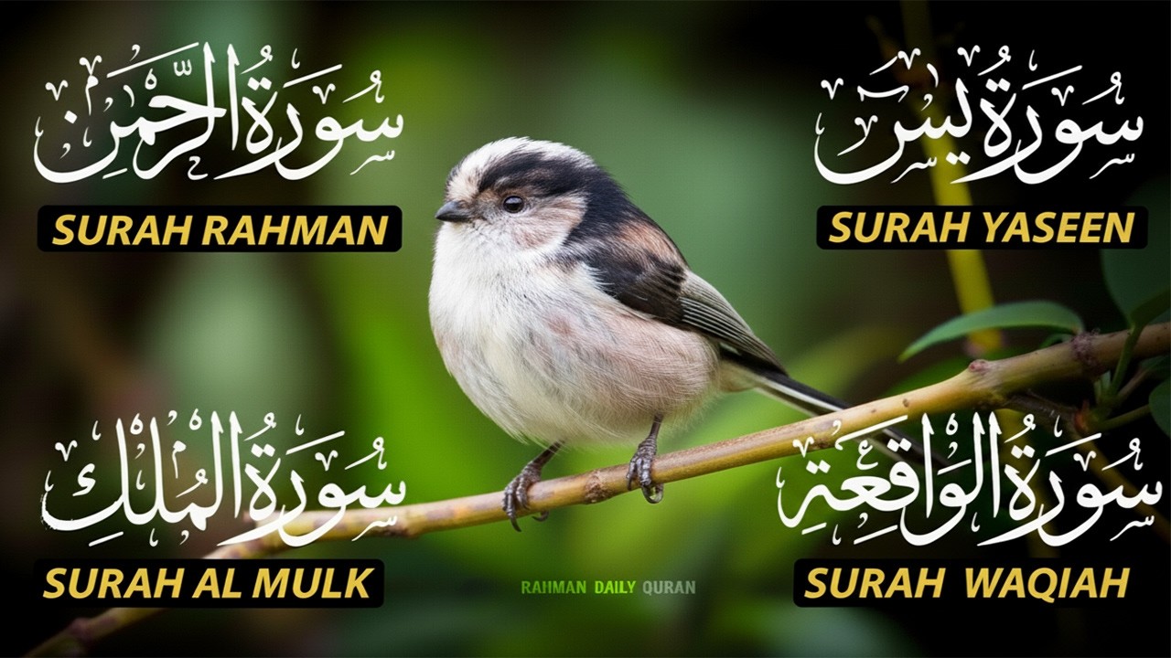 The Best Recitation Surah Yaseen (Yasin) | Surah Rahman | Surah Waqiah | Surah Mulk