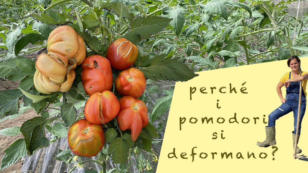 POMODORI DEFORMATI - cause -