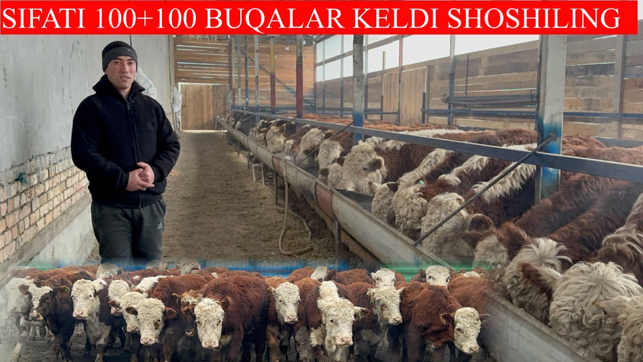BUQALARNI CHEMPIONLARI SIFATI 100+100 LARI KELDI KAMDAN KAM KELADI BUNAQASI 