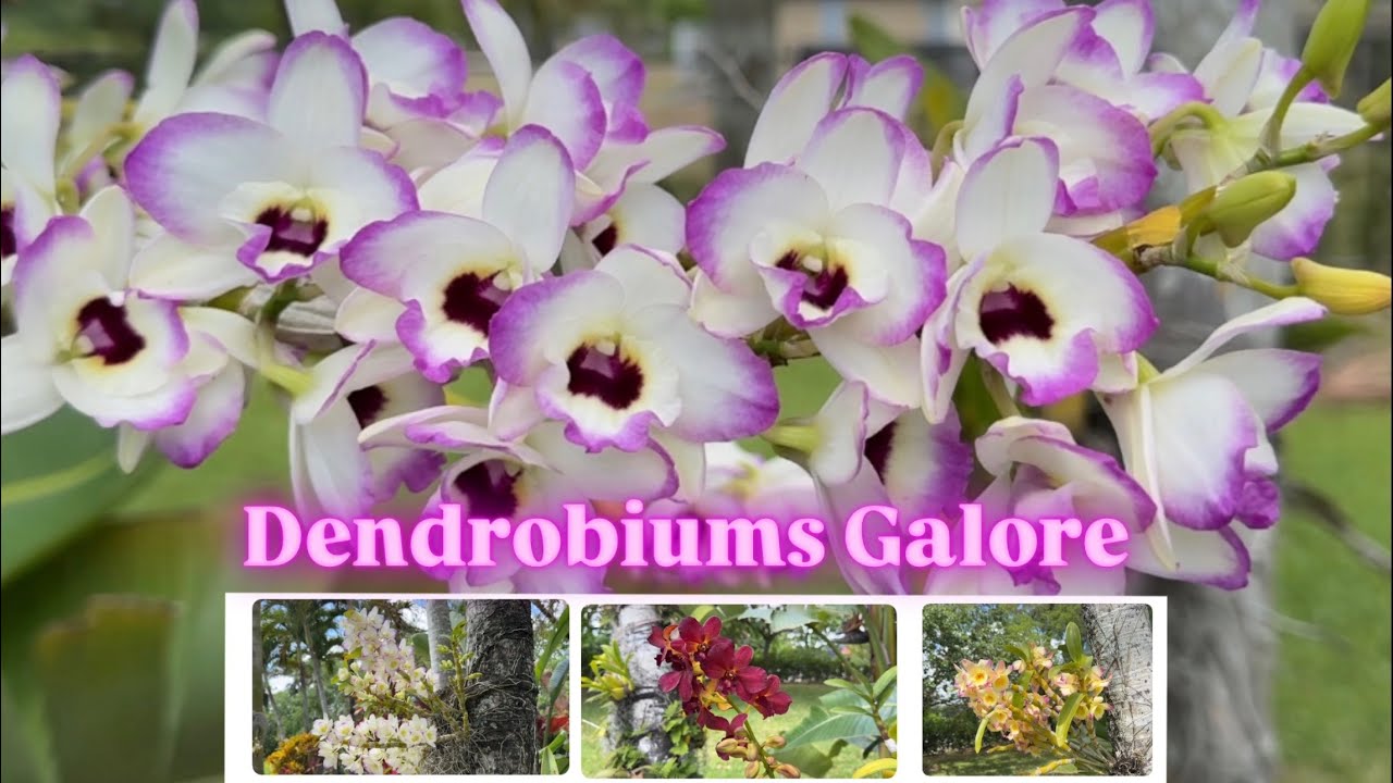 Orchid Garden Update, New Project Reveal & LOTS of dendrobium blooms 💜🤩