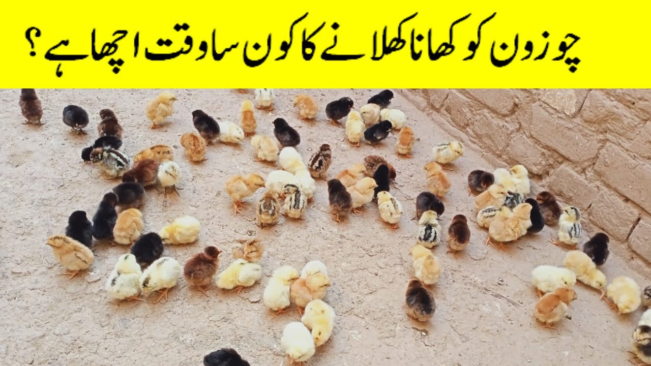 Chotay Chuzon Ko Feed Deny Ka Acha Tariqa 2025 Second Flock