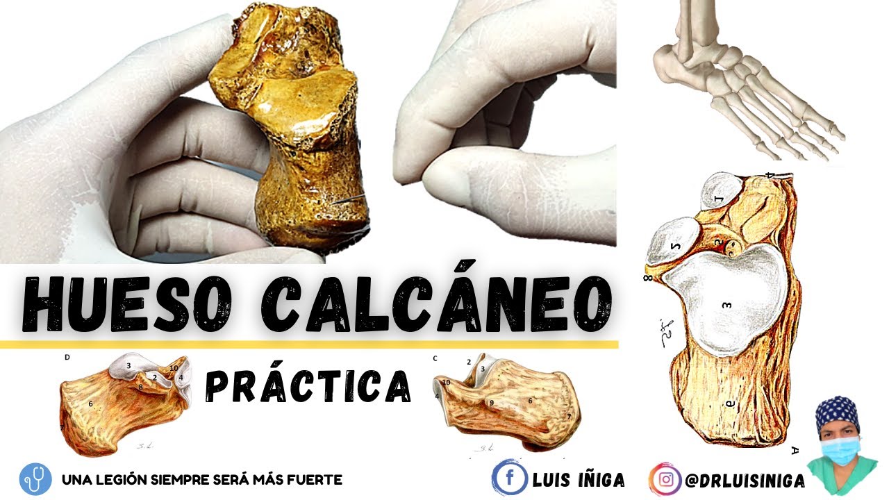 Anatomía Práctica | Hueso Calcáneo: Generalidades, Caras, Articulaciones,  Inserciones musculares