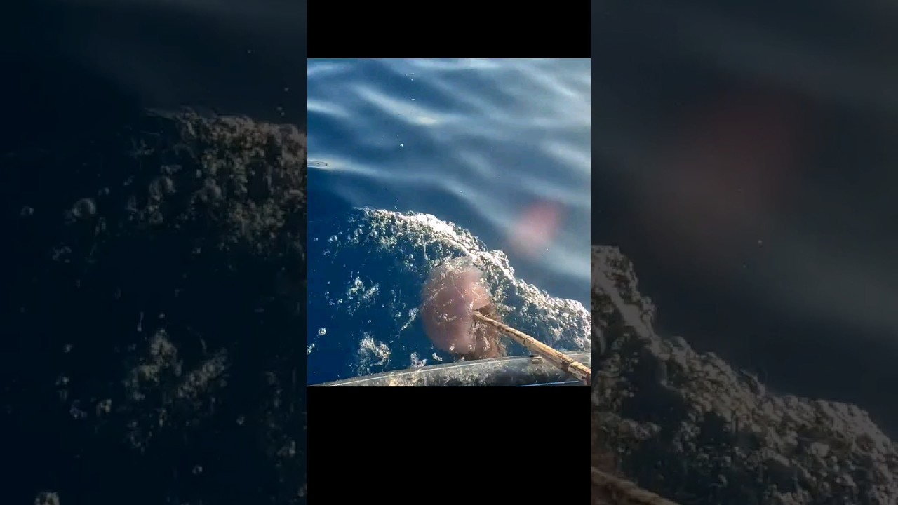 obor obor jellyfish #shorts #fishing #mancing #mancingmania #fish #angler #how #river #nelayan