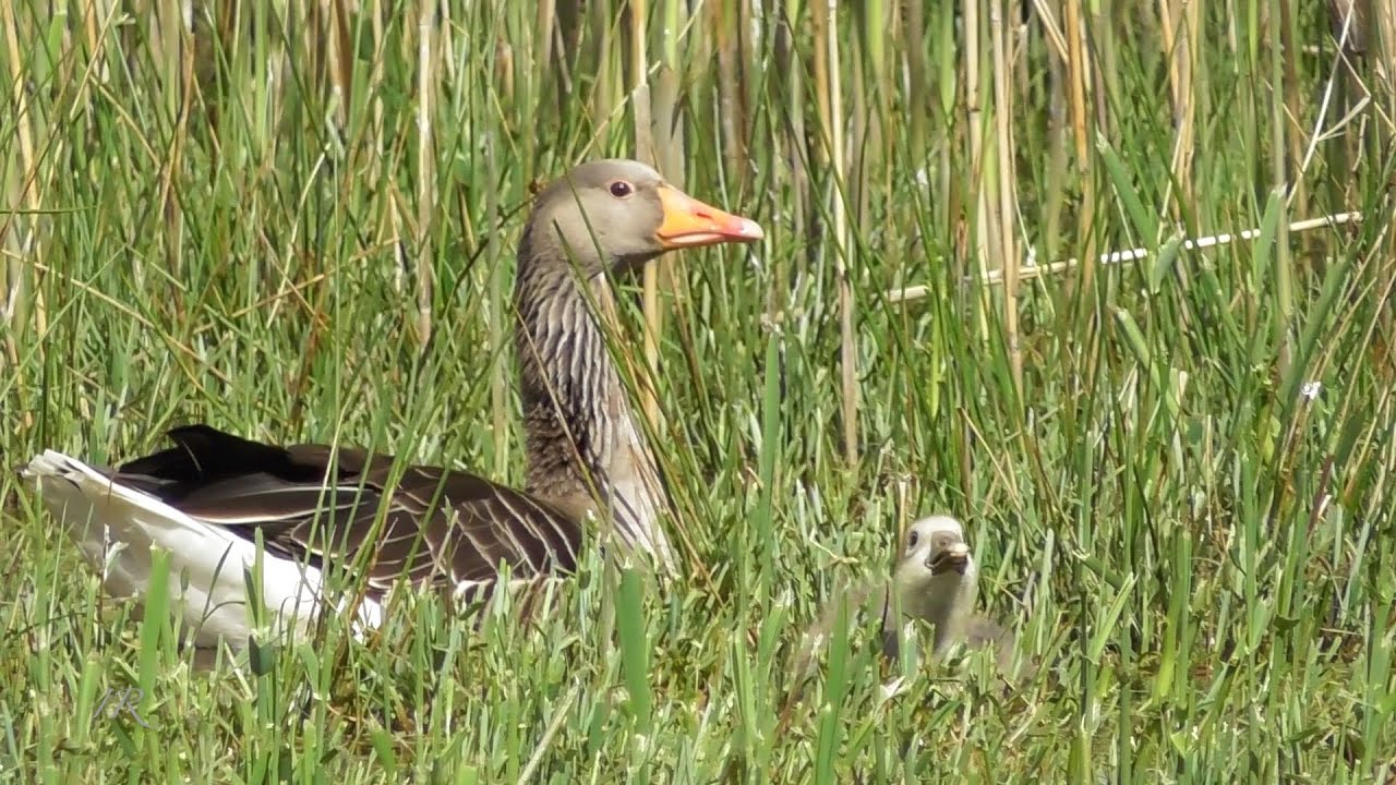 Familie Graugans (Anser anser)
